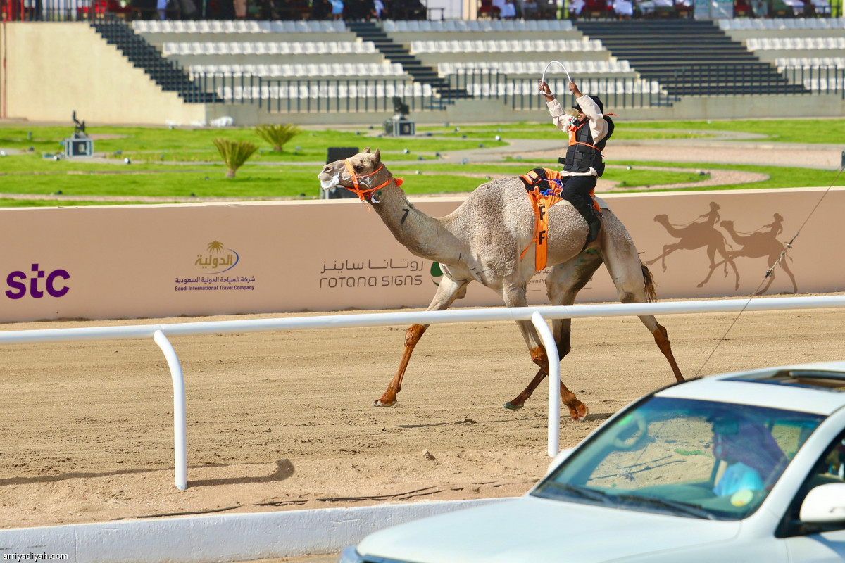 الهجانة.. صدارة سعودية