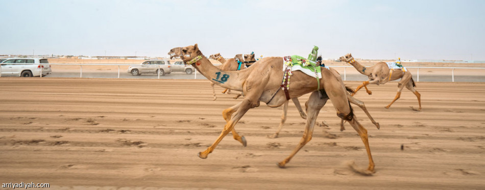 الطائف تزف أبطال الموروث